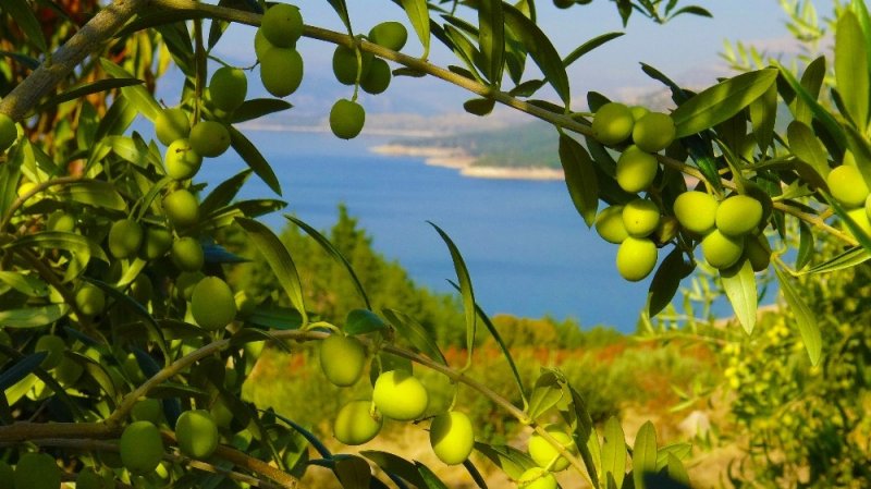 Ermenek’te Zeytin, Yüz Güldürdü