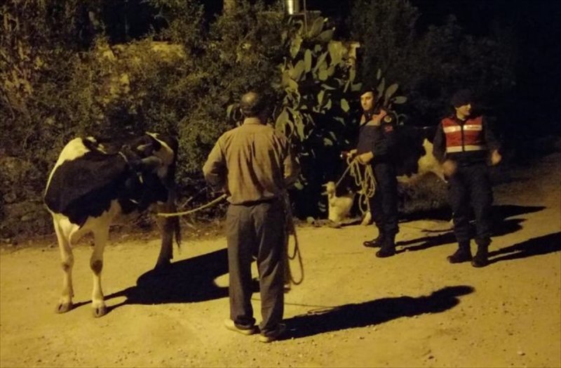 Manavgat'ta Kaybolan İnekleri Jandarma Buldu