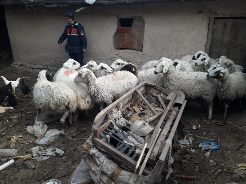 Karaman Plakalı Minibüsten Çalıntı Koyunlar Çıktı