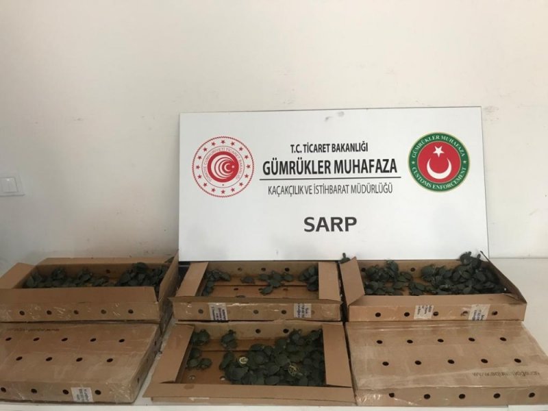 Sarp’ta Bir Otomobilde 3 Bin 400 Su Kaplumbağası Ele Geçirildi