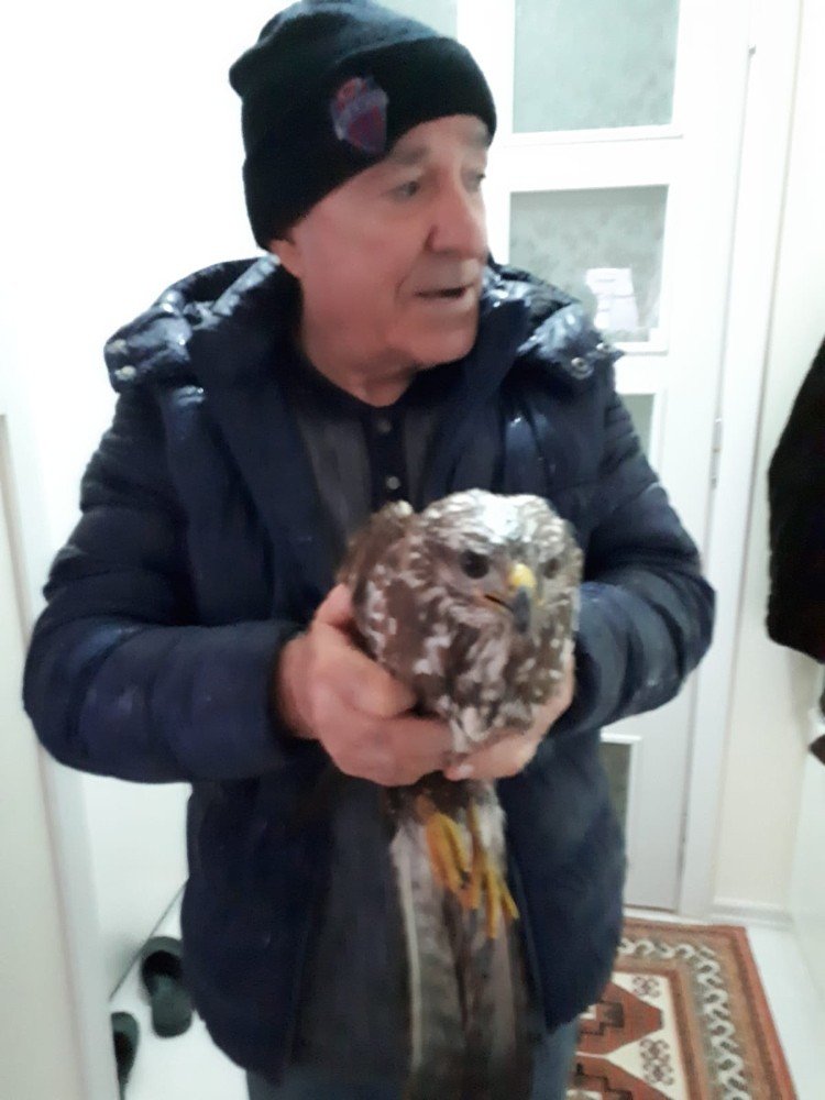 Yaralı Haldeki Şahin Tedaviye Alındı