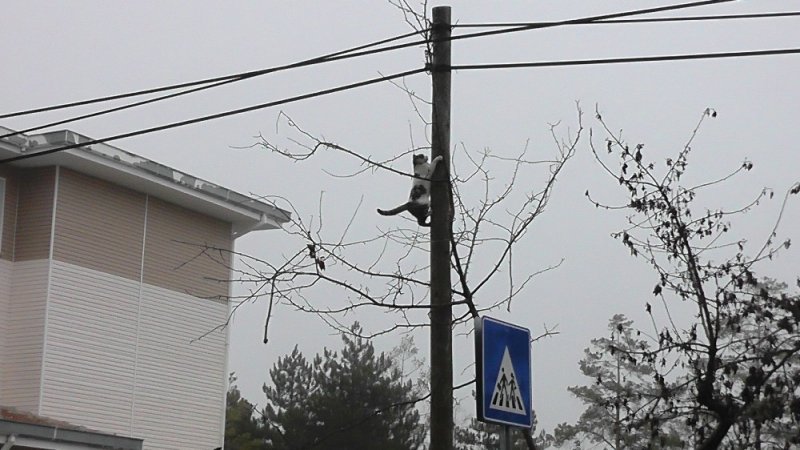 Köpeklerden Kaçan Kedi Direğe Çıktı