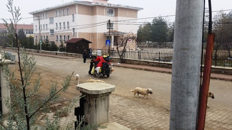 Köpeklerden Kaçan Kedi Direğe Çıktı