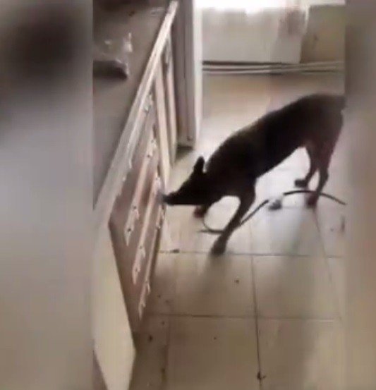 Konya’da Uyuşturucu Operasyonu: 4 Gözaltı