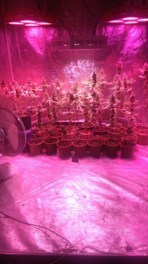 Evde Genetiği Değiştirilmiş Kenevir Yetiştiren Şahıs Yakalandı