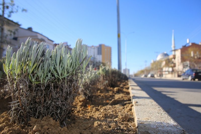 Karaman Belediyesi Refüj Ve Kavşaklara Lavanta Dikti