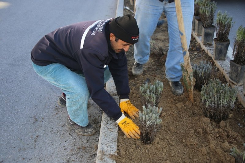 Karaman Belediyesi Refüj Ve Kavşaklara Lavanta Dikti