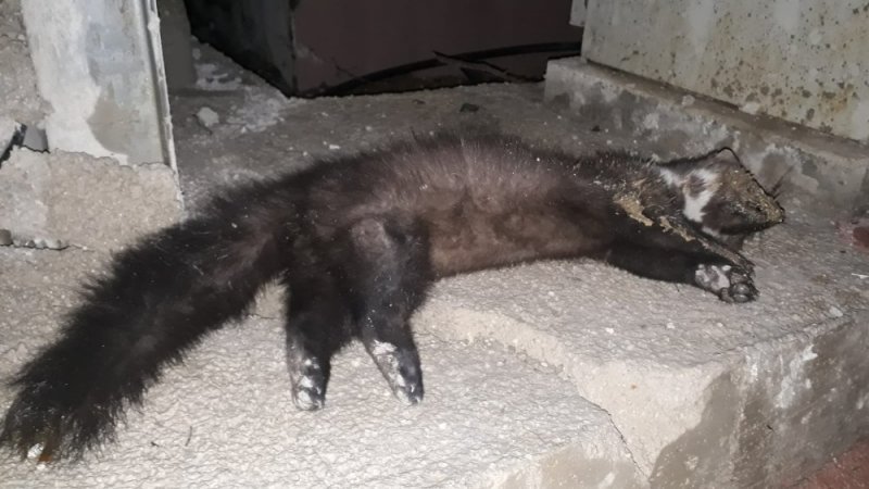 Isınmak İçin Elektrik Panosuna Giren Sansar Akıma Kapılıp Öldü