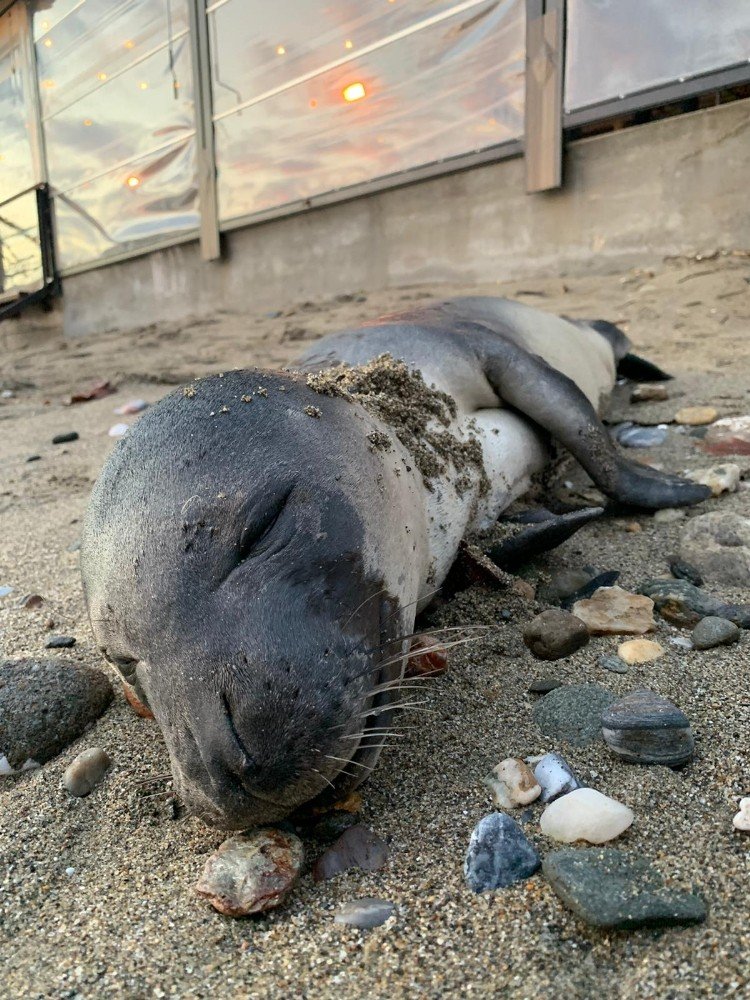 Alanya’da Sahile Ölü Yavru Akdeniz Foku Vurdu