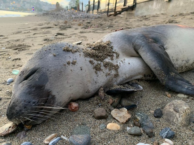 Alanya’da Sahile Ölü Yavru Akdeniz Foku Vurdu