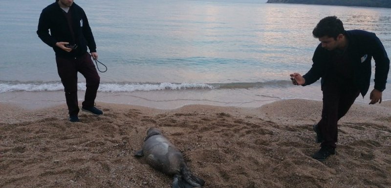 Antalya’da Ölü Akdeniz Foku Kıyıya Vurdu