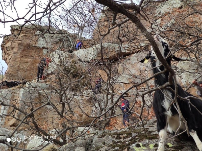 Uçurumda Mahsur Kalan 15 Keçi, 12 Saatte Kurtarıldı