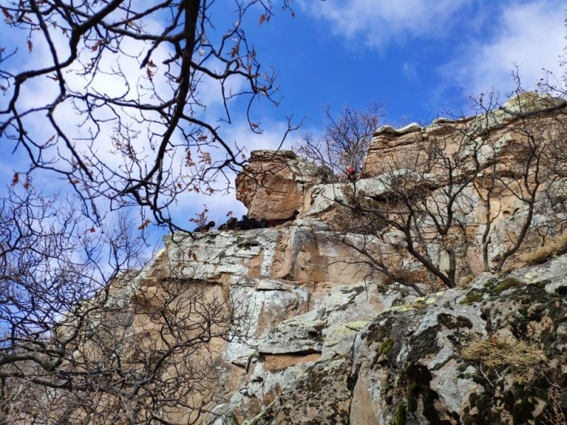 Uçurumda Mahsur Kalan 15 Keçi, 12 Saatte Kurtarıldı