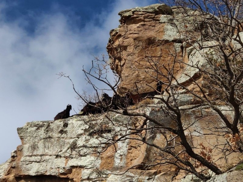 Uçurumda Mahsur Kalan 15 Keçi, 12 Saatte Kurtarıldı