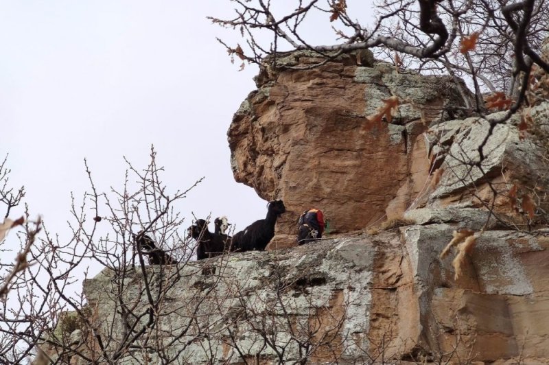 Uçurumda Mahsur Kalan 15 Keçi, 12 Saatte Kurtarıldı