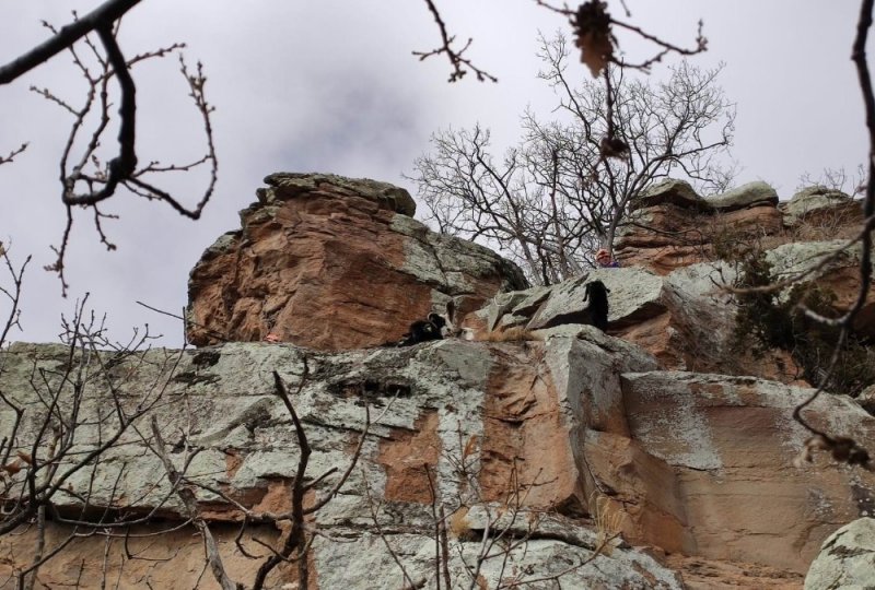 Uçurumda Mahsur Kalan 15 Keçi, 12 Saatte Kurtarıldı