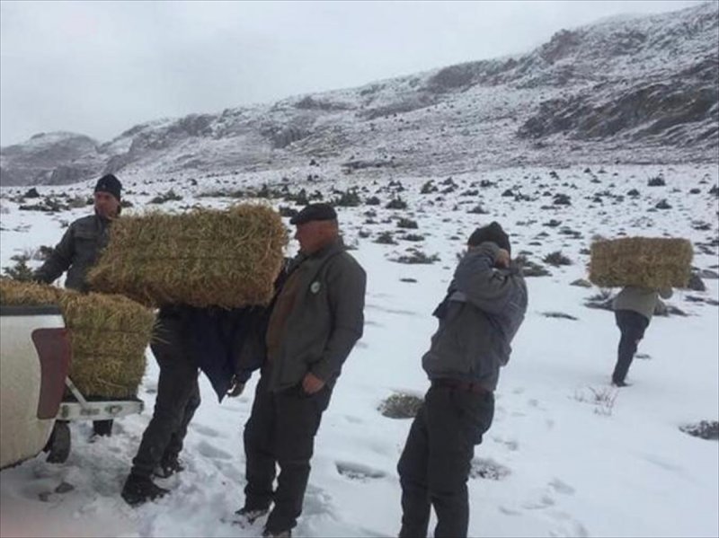 Niğde'de Yaban Hayvanları İçin Doğaya Yem Bırakıldı