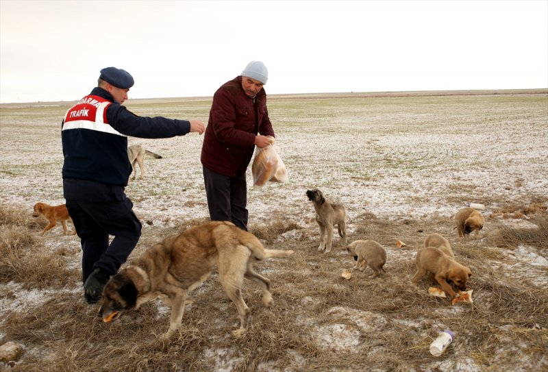 Sahipsiz Köpeklere Aksaray Belediyesi Sahip Çıktı