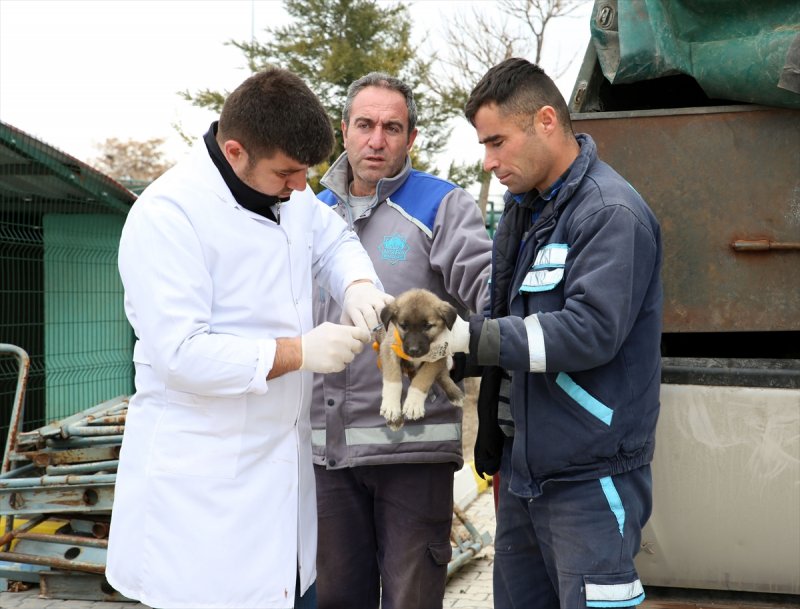 Sahipsiz Köpeklere Aksaray Belediyesi Sahip Çıktı