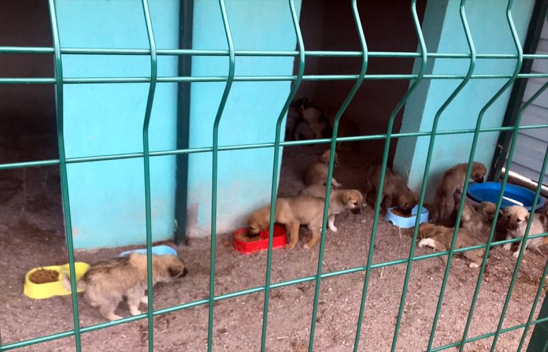 Sahipsiz Köpeklere Aksaray Belediyesi Sahip Çıktı