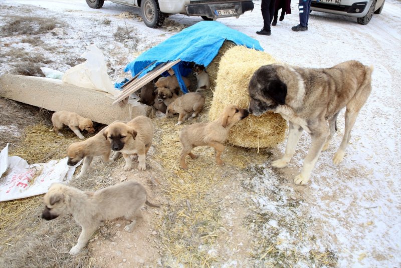 Sahipsiz Köpeklere Aksaray Belediyesi Sahip Çıktı