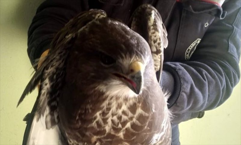 Yaralı Şahin Tedavi Altına Alındı