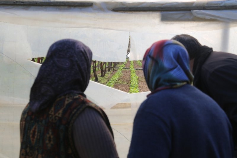 Mersin'de Vicdanları Sızlatan Ağaç Katliamı