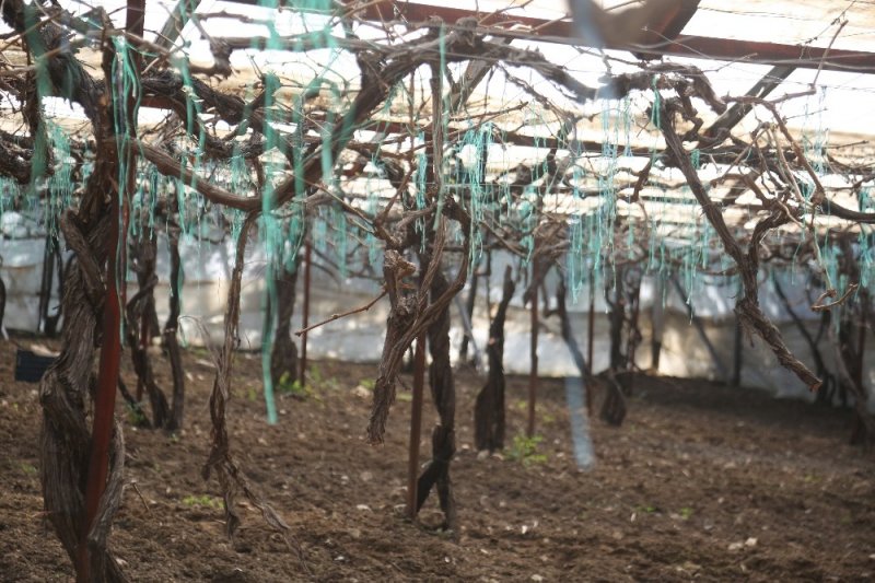 Mersin'de Vicdanları Sızlatan Ağaç Katliamı