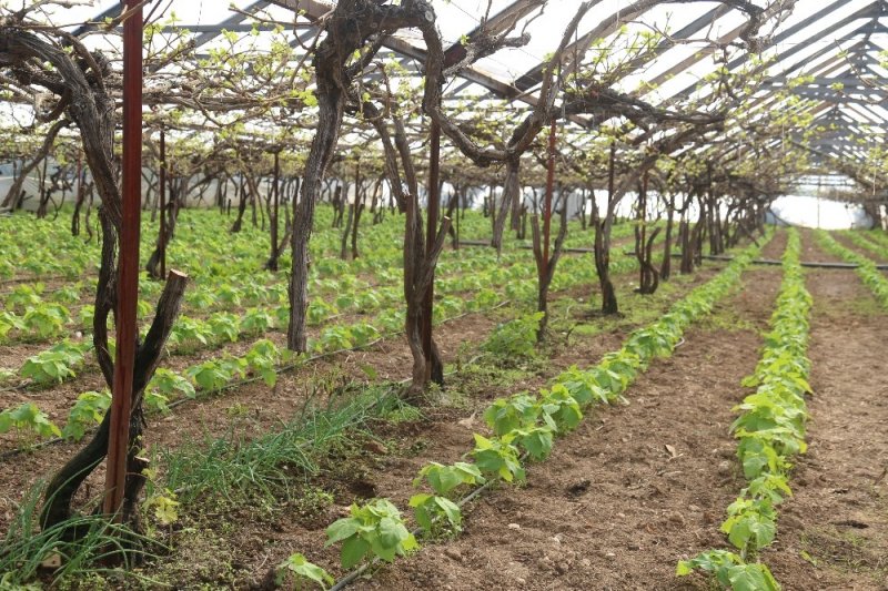 Mersin'de Vicdanları Sızlatan Ağaç Katliamı