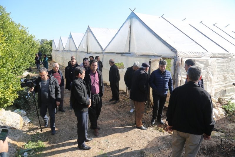 Mersin'de Vicdanları Sızlatan Ağaç Katliamı