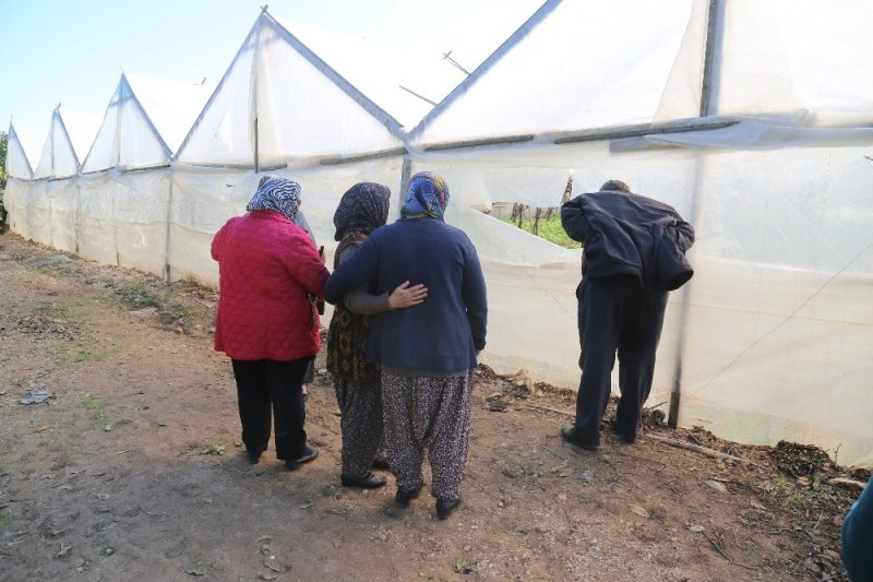 Mersin'de Vicdanları Sızlatan Ağaç Katliamı