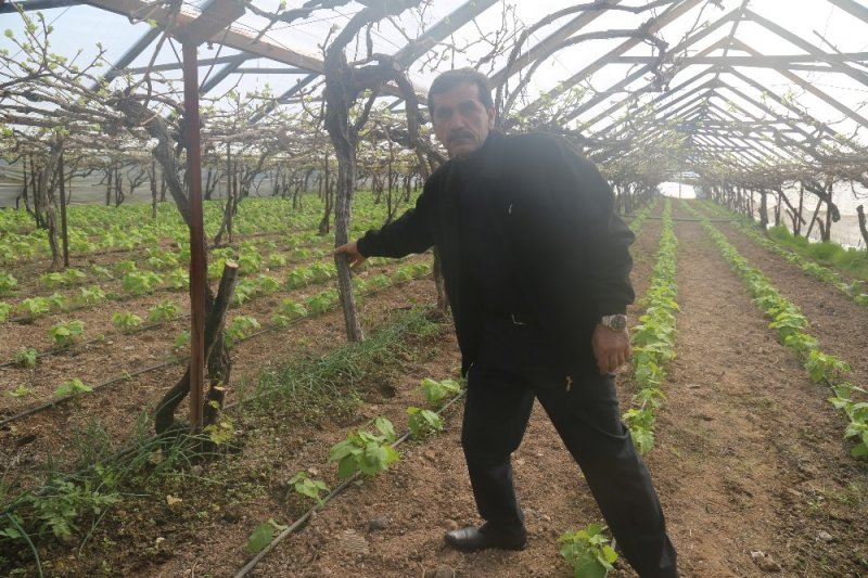 Mersin'de Vicdanları Sızlatan Ağaç Katliamı