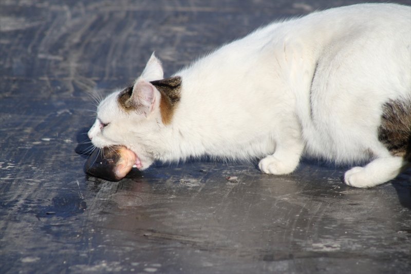 Beyşehir'de Sokak Kedilerinin Balık Mesaisi