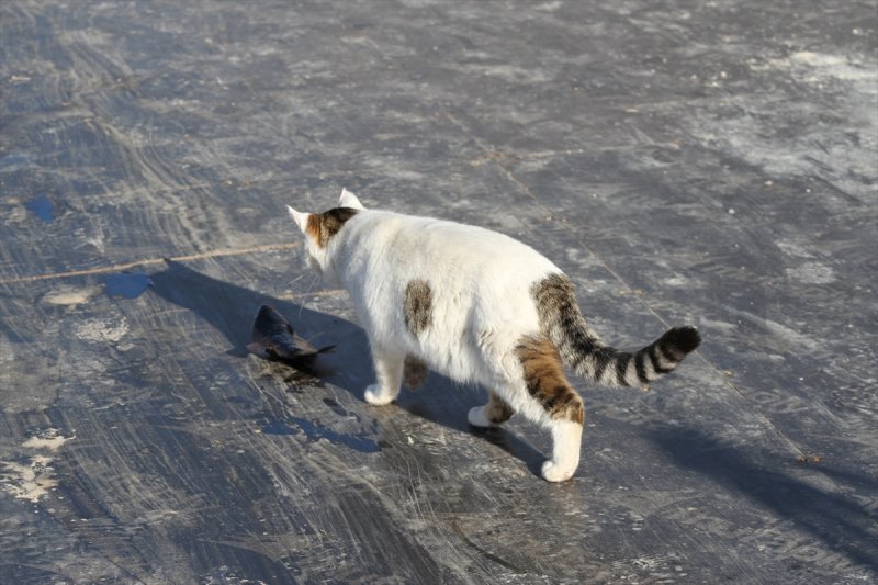 Beyşehir'de Sokak Kedilerinin Balık Mesaisi