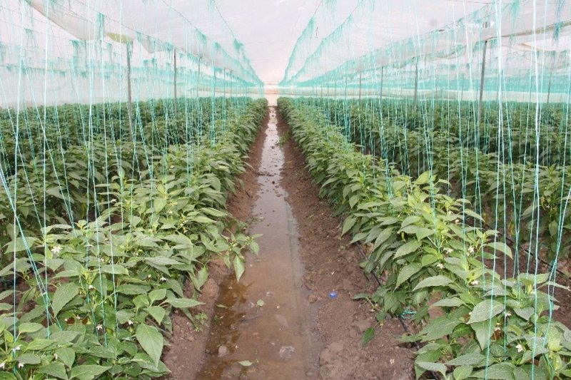 Mersin’de Çiftçinin Sellerde Kaybı Çok Ağır Oldu