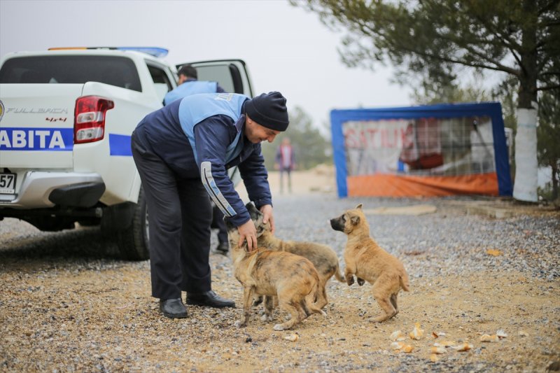 Konya Antalya Arasında Terk Edilen Yavru Köpekler Barınağa Götürüldü