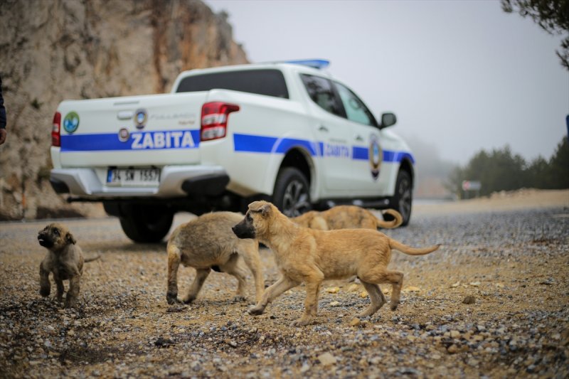 Konya Antalya Arasında Terk Edilen Yavru Köpekler Barınağa Götürüldü