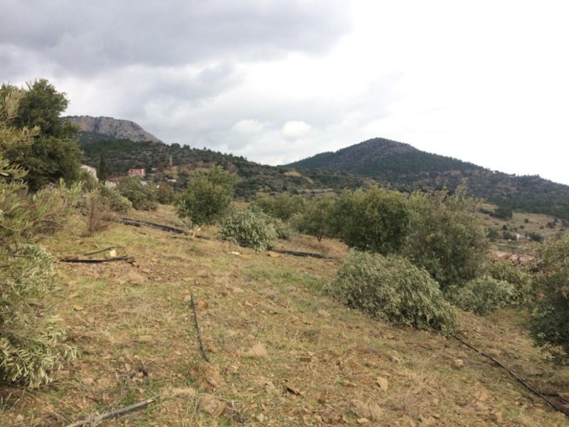 Silifke’de Zeytin Ağacı Katliamı