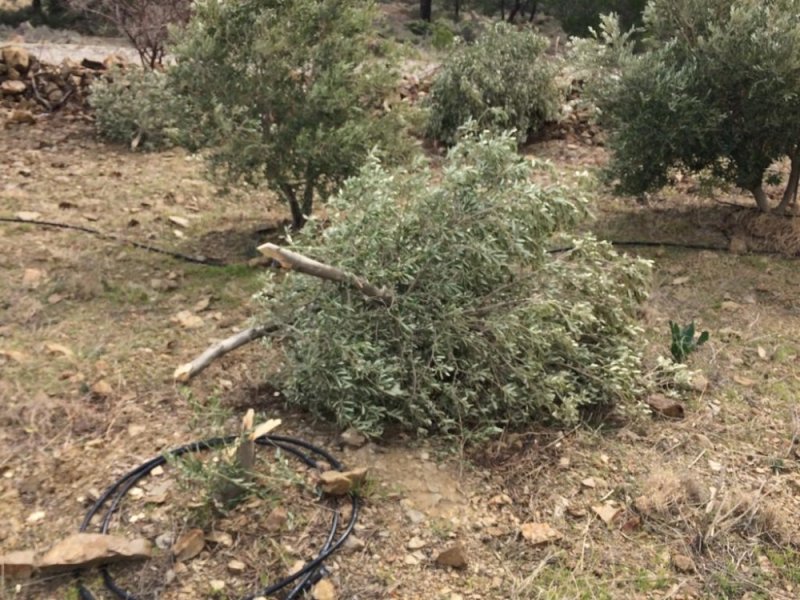 Silifke’de Zeytin Ağacı Katliamı