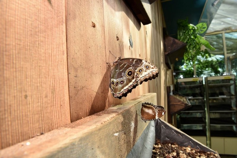 Konya Tropikal Kelebek Bahçesi Yenilendi