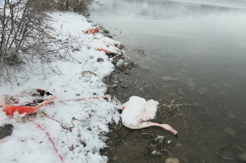 Kış İvriz Baraj Gölü'ndeki Flamingoları da Vurdu