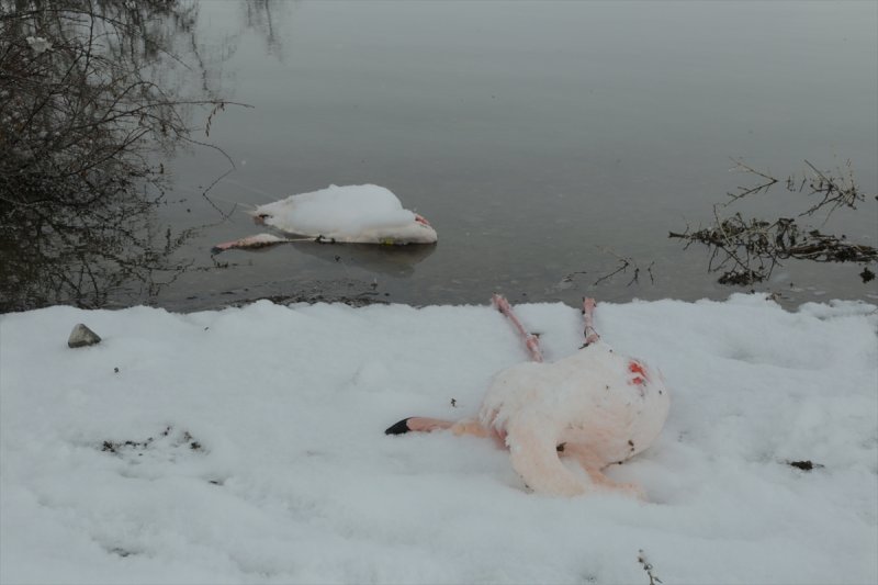 Kış İvriz Baraj Gölü'ndeki Flamingoları da Vurdu