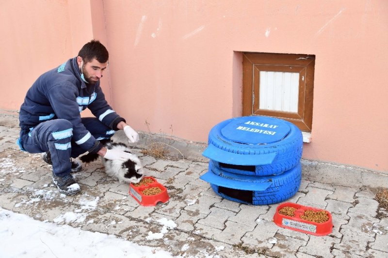 Aksaray Belediyesi Sokak Hayvanlarına Sahip Çıkıyor