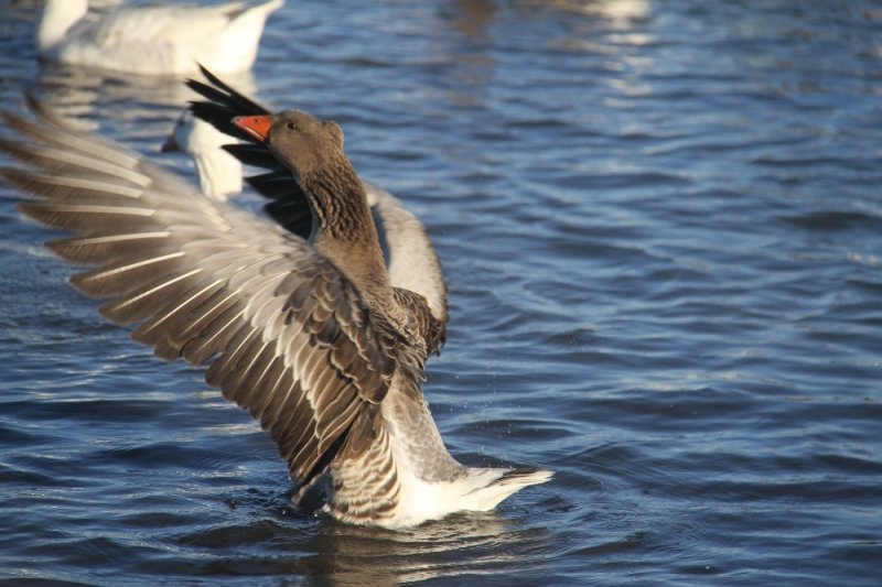 Üniversiteli Besici Kazlı Ördekli Çiftliğinde Hayvanlarının Çobanlığını Yapıyor