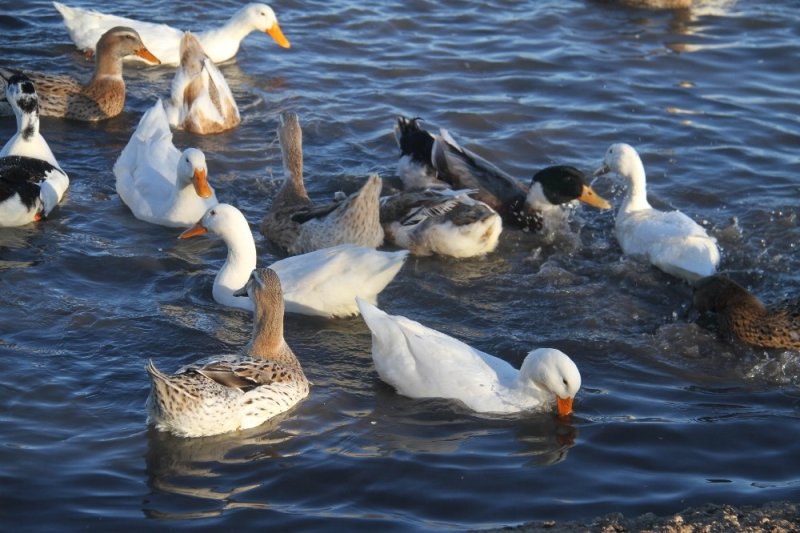 Üniversiteli Besici Kazlı Ördekli Çiftliğinde Hayvanlarının Çobanlığını Yapıyor