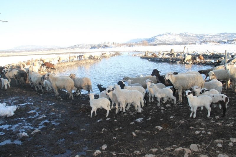 Üniversiteli Besici Kazlı Ördekli Çiftliğinde Hayvanlarının Çobanlığını Yapıyor
