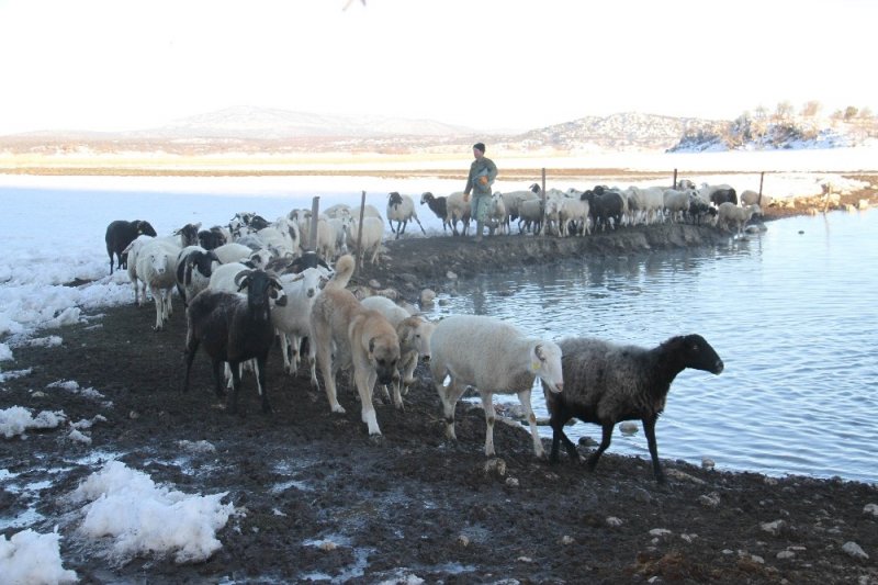 Üniversiteli Besici Kazlı Ördekli Çiftliğinde Hayvanlarının Çobanlığını Yapıyor