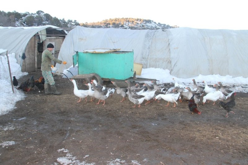 Üniversiteli Besici Kazlı Ördekli Çiftliğinde Hayvanlarının Çobanlığını Yapıyor
