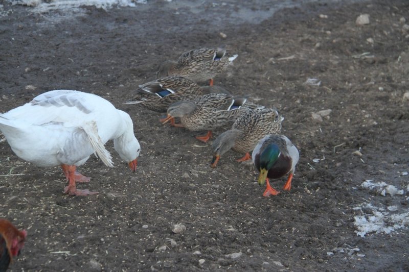 Üniversiteli Besici Kazlı Ördekli Çiftliğinde Hayvanlarının Çobanlığını Yapıyor