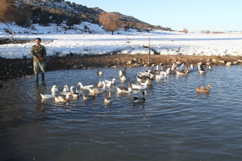 Üniversiteli Besici Kazlı Ördekli Çiftliğinde Hayvanlarının Çobanlığını Yapıyor